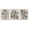 Stupell Industries Vintage Country Botanicals 3pc Framed Giclee Wall Art Set Design by Lil' Rue